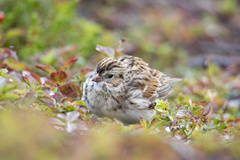 Calcarius lapponicus