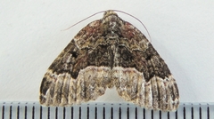 Euphyia intermediata