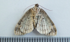 Euphyia intermediata