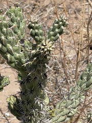 Cylindropuntia cholla