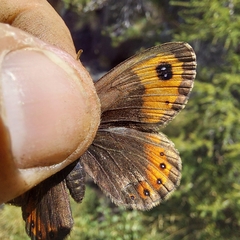 Erebia montanus
