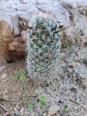 Mammillaria