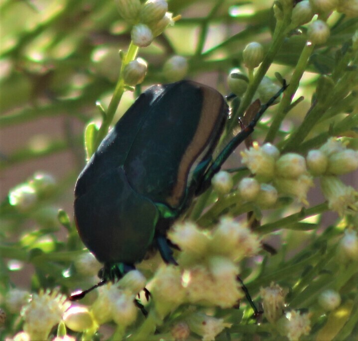 Figeater Beetle from Clairemont, San Diego, CA, USA on September 01