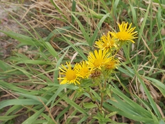 Pentanema britannica