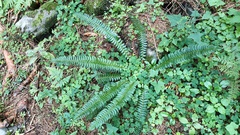 Polystichum lonchitis
