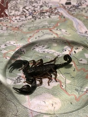 Euscorpius