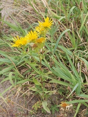 Pentanema britannica