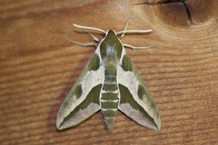 Hyles euphorbiae