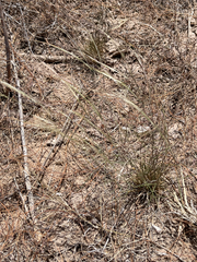 Aristida californica