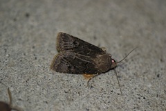 Agrotis bigramma