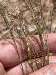 Aristida californica