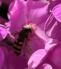 Eupeodes latifasciatus