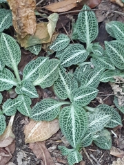 Goodyera pubescens