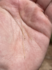 Aristida californica