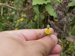 Pulicaria vulgaris