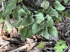 Antennaria plantaginifolia