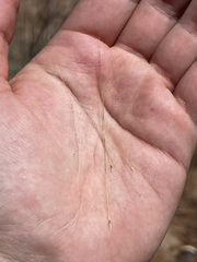 Aristida californica