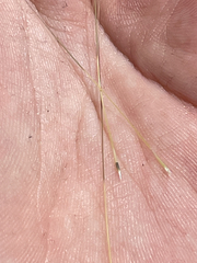 Aristida californica
