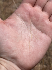 Aristida californica