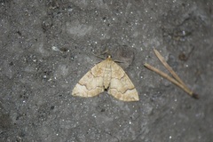Eulithis populata