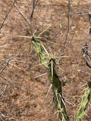 Cylindropuntia molesta