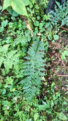 Polystichum aculeatum