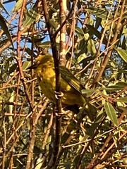Ploceus capensis