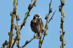 Emberiza schoeniclus