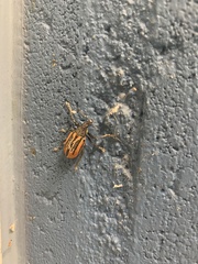 Diaprepes abbreviatus