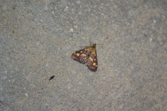 Pyrausta