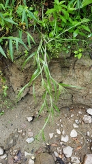 Panicum capillare