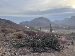 Stenocereus gummosus