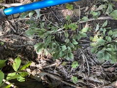 Antennaria plantaginifolia