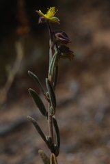 Helianthemum stipulatum