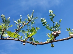 Bursera microphylla