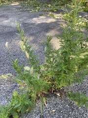 Artemisia indica