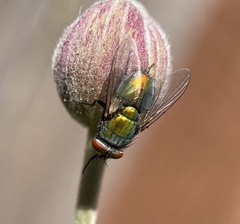 Lucilia sericata