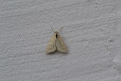 Udea lutealis