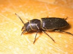 Spondylis buprestoides