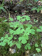 Aquilegia canadensis