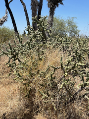 Cylindropuntia cholla