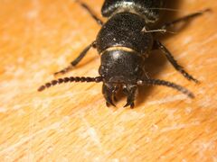 Spondylis buprestoides