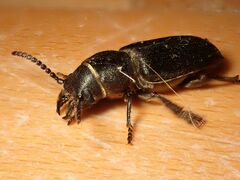 Spondylis buprestoides