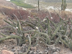 Stenocereus gummosus