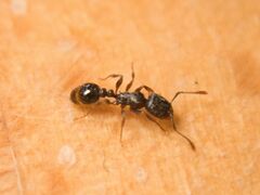 Tetramorium caespitum