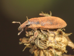Lixus angustus
