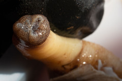 Zirfaea crispata