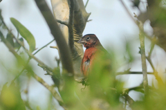Coryphospingus cucullatus
