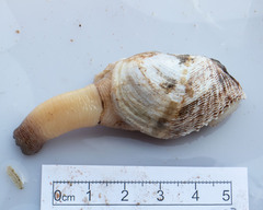 Zirfaea crispata