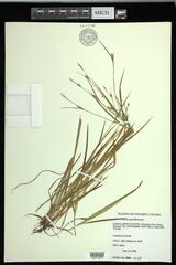 Carex gracilescens